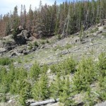 East Property Trees and Rock Outcrops