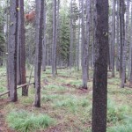 0605 sized trees on ibex