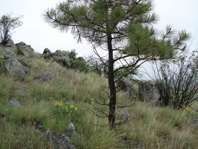 Montana Land