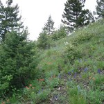 Wild flowers