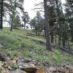 Montana Land