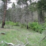 Ryan Creek