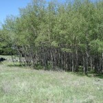 land at Deer Lodge SK1 land at Deer Lodge SK1