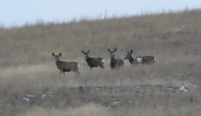 Deer