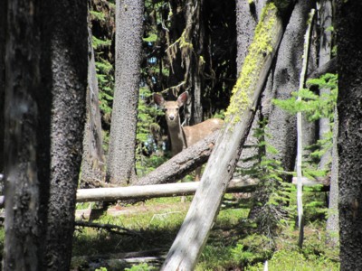 0641 sized Deer on Ibex