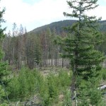 land in Deer Lodge 5 land in Deer Lodge 5