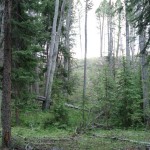 property at Deer Lodge 14 property at Deer Lodge 14