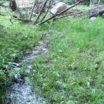 creek at Deer Lodge 2 creek at Deer Lodge 2