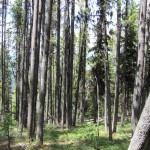 0722 sized forest on ibex