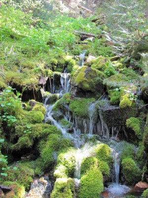 Montana spring water