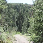 Road near the cabin site