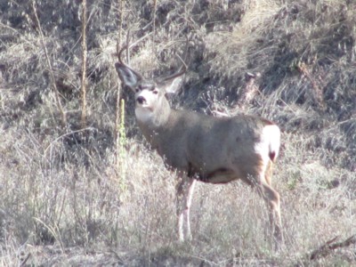 Deer on Property