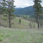 Trees and great views