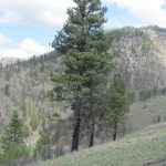 Large Ponderosa Pine