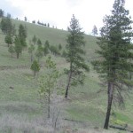 Elk and Deer winter range at its finest
