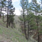 A mix of trees, grass, and wildlife