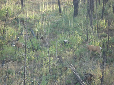 Mule Deer