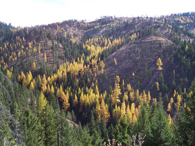 Larch