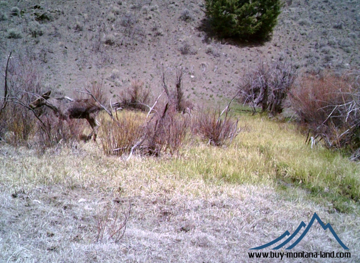 GW Trail Cam-10