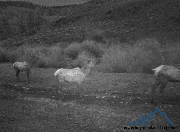 GW Trail Cam-11