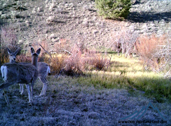 GW Trail Cam-12