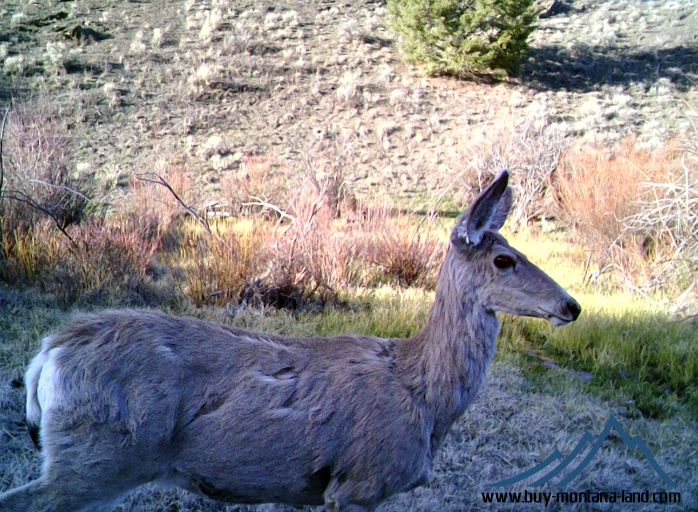 GW Trail Cam-14