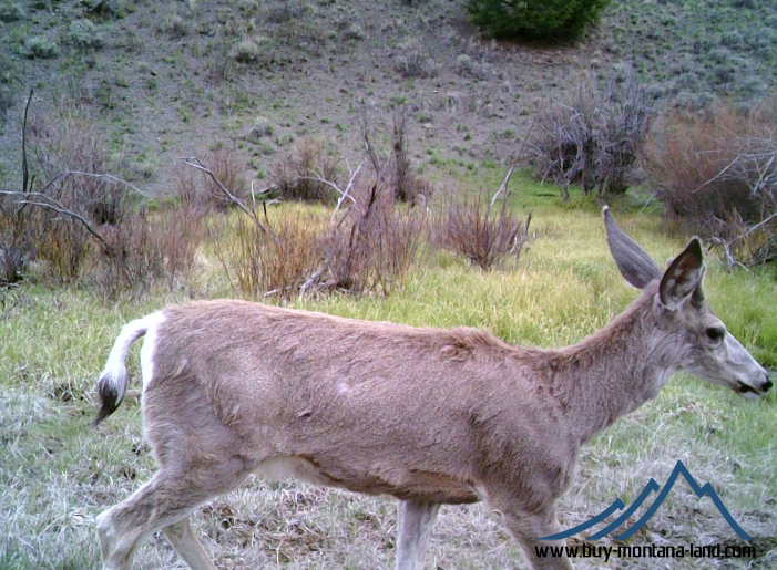 GW Trail Cam-2