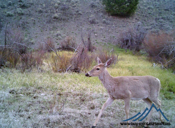 GW Trail Cam-4