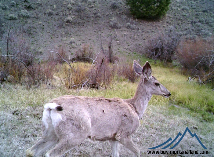 GW Trail Cam-5