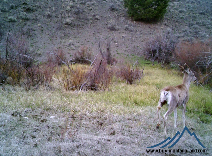 GW Trail Cam-6