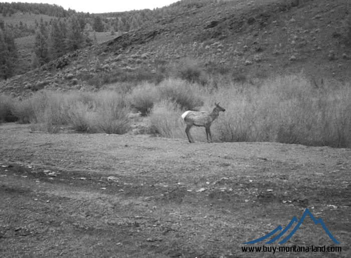 GW Trail Cam-8