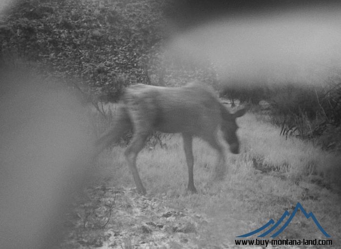 GW Trail Cam-9