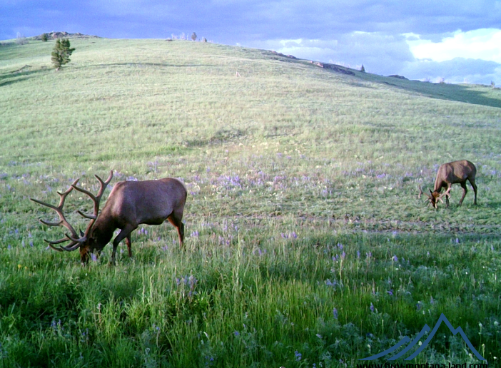 acreage for sale, acreage for sale by owner, acreage for sale in montana, acreage in montana, buy land, buy land in montana, buy land montana, buy montana land, cheap land, cheap land for sale, cheap land for sale in montana, cheap land montana, cheap montana land, cheap off grid land, cheap off grid land for sale, for sale by owner, forsalebyowner, forsalebyowner montana, fsbo, fsbo montana, fsbo real estate, horse property for sale, horse property for sale in montana, hunting land for sale by owner, hunting land for sale in montana, hunting property for sale, hunting property for sale in montana, land for sale by owner, land for sale in Montana, land for sale Montana, land in Montana, lands for sale, landwatch, landwatch montana, montana acreages for sale, montana hunting land for sale, montana land, montana land for sale, montana land for sale by owner, montana mountain land for sale, montana property, Montana property for sale, montana real estate, mountain land for sale, mountain land for sale in montana, mountain properties for sale, mountain property for sale, mountain real estate, off grid land, off grid land for sale, off grid property for sale, off grid real estate, off the grid, property, property for sale by owner, property for sale by owner in montana, property for sale in Montana, property for sale montana, property in Montana, remote properties, remote property for sale, western montana land for sale