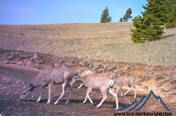 acreage for sale, acreage for sale by owner, acreage for sale in montana, acreage in montana, buy land, buy land in montana, buy land montana, buy montana land, cheap land, cheap land for sale, cheap land for sale in montana, cheap land montana, cheap montana land, cheap off grid land, cheap off grid land for sale, for sale by owner, forsalebyowner, forsalebyowner montana, fsbo, fsbo montana, fsbo real estate, horse property for sale, horse property for sale in montana, hunting land for sale by owner, hunting land for sale in montana, hunting property for sale, hunting property for sale in montana, land for sale by owner, land for sale in Montana, land for sale Montana, land in Montana, lands for sale, landwatch, landwatch montana, montana acreages for sale, montana hunting land for sale, montana land, montana land for sale, montana land for sale by owner, montana mountain land for sale, montana property, Montana property for sale, montana real estate, mountain land for sale, mountain land for sale in montana, mountain properties for sale, mountain property for sale, mountain real estate, off grid land, off grid land for sale, off grid property for sale, off grid real estate, off the grid, property, property for sale by owner, property for sale by owner in montana, property for sale in Montana, property for sale montana, property in Montana, remote properties, remote property for sale, western montana land for sale