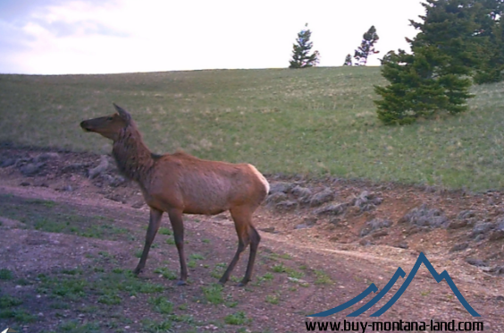 acreage for sale, acreage for sale by owner, acreage for sale in montana, acreage in montana, buy land, buy land in montana, buy land montana, buy montana land, cheap land, cheap land for sale, cheap land for sale in montana, cheap land montana, cheap montana land, cheap off grid land, cheap off grid land for sale, for sale by owner, forsalebyowner, forsalebyowner montana, fsbo, fsbo montana, fsbo real estate, horse property for sale, horse property for sale in montana, hunting land for sale by owner, hunting land for sale in montana, hunting property for sale, hunting property for sale in montana, land for sale by owner, land for sale in Montana, land for sale Montana, land in Montana, lands for sale, landwatch, landwatch montana, montana acreages for sale, montana hunting land for sale, montana land, montana land for sale, montana land for sale by owner, montana mountain land for sale, montana property, Montana property for sale, montana real estate, mountain land for sale, mountain land for sale in montana, mountain properties for sale, mountain property for sale, mountain real estate, off grid land, off grid land for sale, off grid property for sale, off grid real estate, off the grid, property, property for sale by owner, property for sale by owner in montana, property for sale in Montana, property for sale montana, property in Montana, remote properties, remote property for sale, western montana land for sale