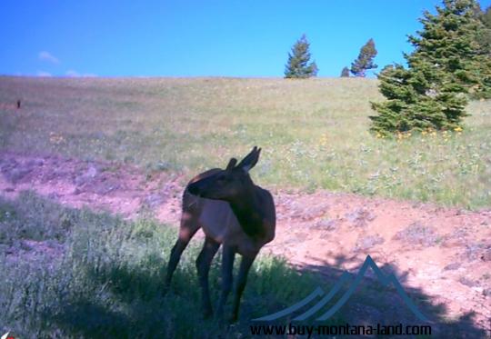 acreage for sale, acreage for sale by owner, acreage for sale in montana, acreage in montana, buy land, buy land in montana, buy land montana, buy montana land, cheap land, cheap land for sale, cheap land for sale in montana, cheap land montana, cheap montana land, cheap off grid land, cheap off grid land for sale, for sale by owner, forsalebyowner, forsalebyowner montana, fsbo, fsbo montana, fsbo real estate, horse property for sale, horse property for sale in montana, hunting land for sale by owner, hunting land for sale in montana, hunting property for sale, hunting property for sale in montana, land for sale by owner, land for sale in Montana, land for sale Montana, land in Montana, lands for sale, landwatch, landwatch montana, montana acreages for sale, montana hunting land for sale, montana land, montana land for sale, montana land for sale by owner, montana mountain land for sale, montana property, Montana property for sale, montana real estate, mountain land for sale, mountain land for sale in montana, mountain properties for sale, mountain property for sale, mountain real estate, off grid land, off grid land for sale, off grid property for sale, off grid real estate, off the grid, property, property for sale by owner, property for sale by owner in montana, property for sale in Montana, property for sale montana, property in Montana, remote properties, remote property for sale, western montana land for sale