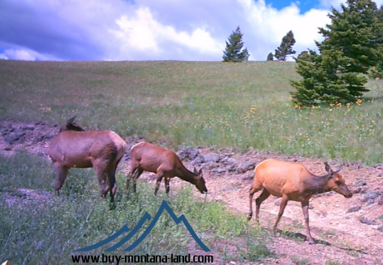 acreage for sale, acreage for sale by owner, acreage for sale in montana, acreage in montana, buy land, buy land in montana, buy land montana, buy montana land, cheap land, cheap land for sale, cheap land for sale in montana, cheap land montana, cheap montana land, cheap off grid land, cheap off grid land for sale, for sale by owner, forsalebyowner, forsalebyowner montana, fsbo, fsbo montana, fsbo real estate, horse property for sale, horse property for sale in montana, hunting land for sale by owner, hunting land for sale in montana, hunting property for sale, hunting property for sale in montana, land for sale by owner, land for sale in Montana, land for sale Montana, land in Montana, lands for sale, landwatch, landwatch montana, montana acreages for sale, montana hunting land for sale, montana land, montana land for sale, montana land for sale by owner, montana mountain land for sale, montana property, Montana property for sale, montana real estate, mountain land for sale, mountain land for sale in montana, mountain properties for sale, mountain property for sale, mountain real estate, off grid land, off grid land for sale, off grid property for sale, off grid real estate, off the grid, property, property for sale by owner, property for sale by owner in montana, property for sale in Montana, property for sale montana, property in Montana, remote properties, remote property for sale, western montana land for sale