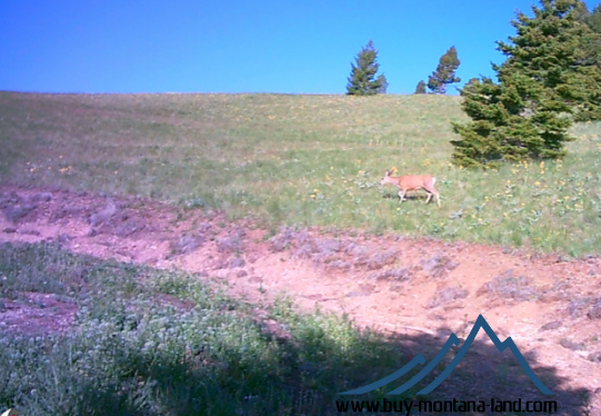 acreage for sale, acreage for sale by owner, acreage for sale in montana, acreage in montana, buy land, buy land in montana, buy land montana, buy montana land, cheap land, cheap land for sale, cheap land for sale in montana, cheap land montana, cheap montana land, cheap off grid land, cheap off grid land for sale, for sale by owner, forsalebyowner, forsalebyowner montana, fsbo, fsbo montana, fsbo real estate, horse property for sale, horse property for sale in montana, hunting land for sale by owner, hunting land for sale in montana, hunting property for sale, hunting property for sale in montana, land for sale by owner, land for sale in Montana, land for sale Montana, land in Montana, lands for sale, landwatch, landwatch montana, montana acreages for sale, montana hunting land for sale, montana land, montana land for sale, montana land for sale by owner, montana mountain land for sale, montana property, Montana property for sale, montana real estate, mountain land for sale, mountain land for sale in montana, mountain properties for sale, mountain property for sale, mountain real estate, off grid land, off grid land for sale, off grid property for sale, off grid real estate, off the grid, property, property for sale by owner, property for sale by owner in montana, property for sale in Montana, property for sale montana, property in Montana, remote properties, remote property for sale, western montana land for sale