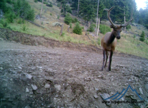 acreage for sale, acreage for sale by owner, acreage for sale in montana, acreage in montana, buy land, buy land in montana, buy land montana, buy montana land, cheap land, cheap land for sale, cheap land for sale in montana, cheap land montana, cheap montana land, cheap off grid land, cheap off grid land for sale, for sale by owner, forsalebyowner, forsalebyowner montana, fsbo, fsbo montana, fsbo real estate, horse property for sale, horse property for sale in montana, hunting land for sale by owner, hunting land for sale in montana, hunting property for sale, hunting property for sale in montana, land for sale by owner, land for sale in Montana, land for sale Montana, land in Montana, lands for sale, landwatch, landwatch montana, montana acreages for sale, montana hunting land for sale, montana land, montana land for sale, montana land for sale by owner, montana mountain land for sale, montana property, Montana property for sale, montana real estate, mountain land for sale, mountain land for sale in montana, mountain properties for sale, mountain property for sale, mountain real estate, off grid land, off grid land for sale, off grid property for sale, off grid real estate, off the grid, property, property for sale by owner, property for sale by owner in montana, property for sale in Montana, property for sale montana, property in Montana, remote properties, remote property for sale, western montana land for sale