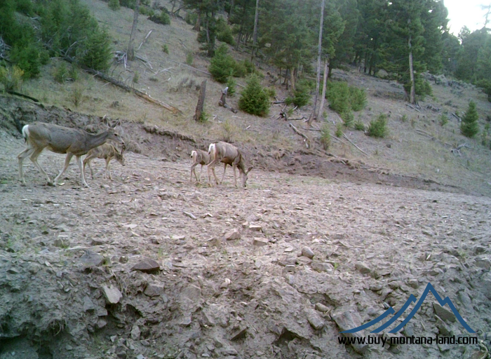 acreage for sale, acreage for sale by owner, acreage for sale in montana, acreage in montana, buy land, buy land in montana, buy land montana, buy montana land, cheap land, cheap land for sale, cheap land for sale in montana, cheap land montana, cheap montana land, cheap off grid land, cheap off grid land for sale, for sale by owner, forsalebyowner, forsalebyowner montana, fsbo, fsbo montana, fsbo real estate, horse property for sale, horse property for sale in montana, hunting land for sale by owner, hunting land for sale in montana, hunting property for sale, hunting property for sale in montana, land for sale by owner, land for sale in Montana, land for sale Montana, land in Montana, lands for sale, landwatch, landwatch montana, montana acreages for sale, montana hunting land for sale, montana land, montana land for sale, montana land for sale by owner, montana mountain land for sale, montana property, Montana property for sale, montana real estate, mountain land for sale, mountain land for sale in montana, mountain properties for sale, mountain property for sale, mountain real estate, off grid land, off grid land for sale, off grid property for sale, off grid real estate, off the grid, property, property for sale by owner, property for sale by owner in montana, property for sale in Montana, property for sale montana, property in Montana, remote properties, remote property for sale, western montana land for sale