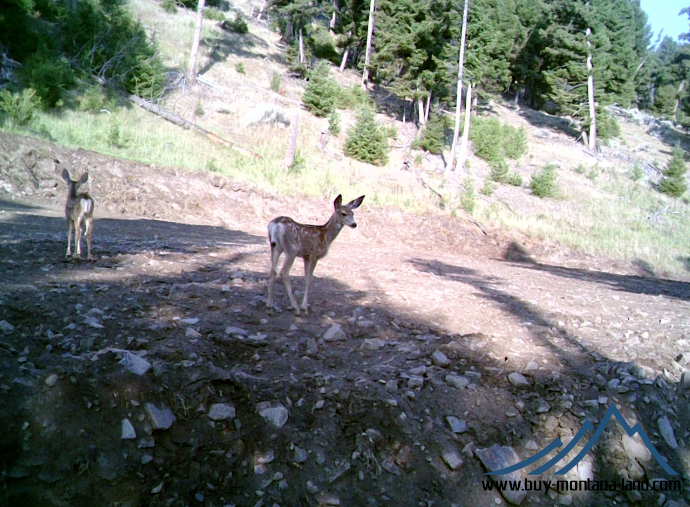 acreage for sale, acreage for sale by owner, acreage for sale in montana, acreage in montana, buy land, buy land in montana, buy land montana, buy montana land, cheap land, cheap land for sale, cheap land for sale in montana, cheap land montana, cheap montana land, cheap off grid land, cheap off grid land for sale, for sale by owner, forsalebyowner, forsalebyowner montana, fsbo, fsbo montana, fsbo real estate, horse property for sale, horse property for sale in montana, hunting land for sale by owner, hunting land for sale in montana, hunting property for sale, hunting property for sale in montana, land for sale by owner, land for sale in Montana, land for sale Montana, land in Montana, lands for sale, landwatch, landwatch montana, montana acreages for sale, montana hunting land for sale, montana land, montana land for sale, montana land for sale by owner, montana mountain land for sale, montana property, Montana property for sale, montana real estate, mountain land for sale, mountain land for sale in montana, mountain properties for sale, mountain property for sale, mountain real estate, off grid land, off grid land for sale, off grid property for sale, off grid real estate, off the grid, property, property for sale by owner, property for sale by owner in montana, property for sale in Montana, property for sale montana, property in Montana, remote properties, remote property for sale, western montana land for sale