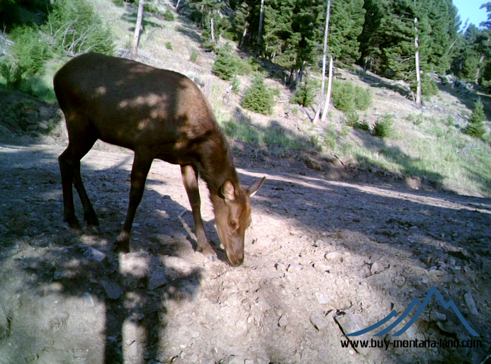 acreage for sale, acreage for sale by owner, acreage for sale in montana, acreage in montana, buy land, buy land in montana, buy land montana, buy montana land, cheap land, cheap land for sale, cheap land for sale in montana, cheap land montana, cheap montana land, cheap off grid land, cheap off grid land for sale, for sale by owner, forsalebyowner, forsalebyowner montana, fsbo, fsbo montana, fsbo real estate, horse property for sale, horse property for sale in montana, hunting land for sale by owner, hunting land for sale in montana, hunting property for sale, hunting property for sale in montana, land for sale by owner, land for sale in Montana, land for sale Montana, land in Montana, lands for sale, landwatch, landwatch montana, montana acreages for sale, montana hunting land for sale, montana land, montana land for sale, montana land for sale by owner, montana mountain land for sale, montana property, Montana property for sale, montana real estate, mountain land for sale, mountain land for sale in montana, mountain properties for sale, mountain property for sale, mountain real estate, off grid land, off grid land for sale, off grid property for sale, off grid real estate, off the grid, property, property for sale by owner, property for sale by owner in montana, property for sale in Montana, property for sale montana, property in Montana, remote properties, remote property for sale, western montana land for sale