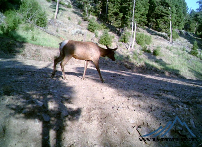 acreage for sale, acreage for sale by owner, acreage for sale in montana, acreage in montana, buy land, buy land in montana, buy land montana, buy montana land, cheap land, cheap land for sale, cheap land for sale in montana, cheap land montana, cheap montana land, cheap off grid land, cheap off grid land for sale, for sale by owner, forsalebyowner, forsalebyowner montana, fsbo, fsbo montana, fsbo real estate, horse property for sale, horse property for sale in montana, hunting land for sale by owner, hunting land for sale in montana, hunting property for sale, hunting property for sale in montana, land for sale by owner, land for sale in Montana, land for sale Montana, land in Montana, lands for sale, landwatch, landwatch montana, montana acreages for sale, montana hunting land for sale, montana land, montana land for sale, montana land for sale by owner, montana mountain land for sale, montana property, Montana property for sale, montana real estate, mountain land for sale, mountain land for sale in montana, mountain properties for sale, mountain property for sale, mountain real estate, off grid land, off grid land for sale, off grid property for sale, off grid real estate, off the grid, property, property for sale by owner, property for sale by owner in montana, property for sale in Montana, property for sale montana, property in Montana, remote properties, remote property for sale, western montana land for sale