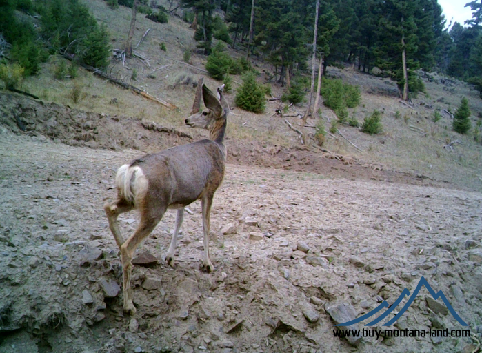 acreage for sale, acreage for sale by owner, acreage for sale in montana, acreage in montana, buy land, buy land in montana, buy land montana, buy montana land, cheap land, cheap land for sale, cheap land for sale in montana, cheap land montana, cheap montana land, cheap off grid land, cheap off grid land for sale, for sale by owner, forsalebyowner, forsalebyowner montana, fsbo, fsbo montana, fsbo real estate, horse property for sale, horse property for sale in montana, hunting land for sale by owner, hunting land for sale in montana, hunting property for sale, hunting property for sale in montana, land for sale by owner, land for sale in Montana, land for sale Montana, land in Montana, lands for sale, landwatch, landwatch montana, montana acreages for sale, montana hunting land for sale, montana land, montana land for sale, montana land for sale by owner, montana mountain land for sale, montana property, Montana property for sale, montana real estate, mountain land for sale, mountain land for sale in montana, mountain properties for sale, mountain property for sale, mountain real estate, off grid land, off grid land for sale, off grid property for sale, off grid real estate, off the grid, property, property for sale by owner, property for sale by owner in montana, property for sale in Montana, property for sale montana, property in Montana, remote properties, remote property for sale, western montana land for sale