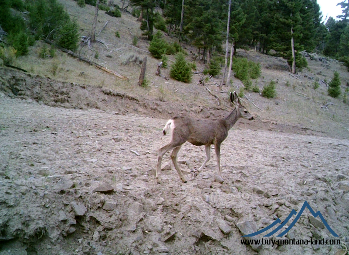 acreage for sale, acreage for sale by owner, acreage for sale in montana, acreage in montana, buy land, buy land in montana, buy land montana, buy montana land, cheap land, cheap land for sale, cheap land for sale in montana, cheap land montana, cheap montana land, cheap off grid land, cheap off grid land for sale, for sale by owner, forsalebyowner, forsalebyowner montana, fsbo, fsbo montana, fsbo real estate, horse property for sale, horse property for sale in montana, hunting land for sale by owner, hunting land for sale in montana, hunting property for sale, hunting property for sale in montana, land for sale by owner, land for sale in Montana, land for sale Montana, land in Montana, lands for sale, landwatch, landwatch montana, montana acreages for sale, montana hunting land for sale, montana land, montana land for sale, montana land for sale by owner, montana mountain land for sale, montana property, Montana property for sale, montana real estate, mountain land for sale, mountain land for sale in montana, mountain properties for sale, mountain property for sale, mountain real estate, off grid land, off grid land for sale, off grid property for sale, off grid real estate, off the grid, property, property for sale by owner, property for sale by owner in montana, property for sale in Montana, property for sale montana, property in Montana, remote properties, remote property for sale, western montana land for sale