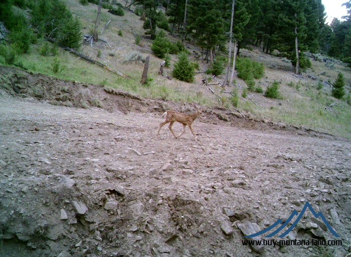 acreage for sale, acreage for sale by owner, acreage for sale in montana, acreage in montana, buy land, buy land in montana, buy land montana, buy montana land, cheap land, cheap land for sale, cheap land for sale in montana, cheap land montana, cheap montana land, cheap off grid land, cheap off grid land for sale, for sale by owner, forsalebyowner, forsalebyowner montana, fsbo, fsbo montana, fsbo real estate, horse property for sale, horse property for sale in montana, hunting land for sale by owner, hunting land for sale in montana, hunting property for sale, hunting property for sale in montana, land for sale by owner, land for sale in Montana, land for sale Montana, land in Montana, lands for sale, landwatch, landwatch montana, montana acreages for sale, montana hunting land for sale, montana land, montana land for sale, montana land for sale by owner, montana mountain land for sale, montana property, Montana property for sale, montana real estate, mountain land for sale, mountain land for sale in montana, mountain properties for sale, mountain property for sale, mountain real estate, off grid land, off grid land for sale, off grid property for sale, off grid real estate, off the grid, property, property for sale by owner, property for sale by owner in montana, property for sale in Montana, property for sale montana, property in Montana, remote properties, remote property for sale, western montana land for sale