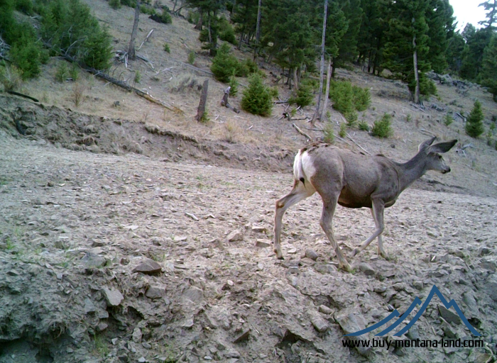 acreage for sale, acreage for sale by owner, acreage for sale in montana, acreage in montana, buy land, buy land in montana, buy land montana, buy montana land, cheap land, cheap land for sale, cheap land for sale in montana, cheap land montana, cheap montana land, cheap off grid land, cheap off grid land for sale, for sale by owner, forsalebyowner, forsalebyowner montana, fsbo, fsbo montana, fsbo real estate, horse property for sale, horse property for sale in montana, hunting land for sale by owner, hunting land for sale in montana, hunting property for sale, hunting property for sale in montana, land for sale by owner, land for sale in Montana, land for sale Montana, land in Montana, lands for sale, landwatch, landwatch montana, montana acreages for sale, montana hunting land for sale, montana land, montana land for sale, montana land for sale by owner, montana mountain land for sale, montana property, Montana property for sale, montana real estate, mountain land for sale, mountain land for sale in montana, mountain properties for sale, mountain property for sale, mountain real estate, off grid land, off grid land for sale, off grid property for sale, off grid real estate, off the grid, property, property for sale by owner, property for sale by owner in montana, property for sale in Montana, property for sale montana, property in Montana, remote properties, remote property for sale, western montana land for sale