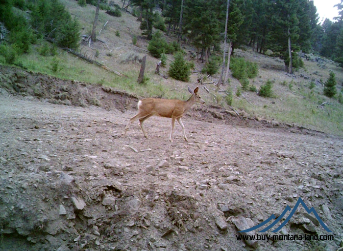 acreage for sale, acreage for sale by owner, acreage for sale in montana, acreage in montana, buy land, buy land in montana, buy land montana, buy montana land, cheap land, cheap land for sale, cheap land for sale in montana, cheap land montana, cheap montana land, cheap off grid land, cheap off grid land for sale, for sale by owner, forsalebyowner, forsalebyowner montana, fsbo, fsbo montana, fsbo real estate, horse property for sale, horse property for sale in montana, hunting land for sale by owner, hunting land for sale in montana, hunting property for sale, hunting property for sale in montana, land for sale by owner, land for sale in Montana, land for sale Montana, land in Montana, lands for sale, landwatch, landwatch montana, montana acreages for sale, montana hunting land for sale, montana land, montana land for sale, montana land for sale by owner, montana mountain land for sale, montana property, Montana property for sale, montana real estate, mountain land for sale, mountain land for sale in montana, mountain properties for sale, mountain property for sale, mountain real estate, off grid land, off grid land for sale, off grid property for sale, off grid real estate, off the grid, property, property for sale by owner, property for sale by owner in montana, property for sale in Montana, property for sale montana, property in Montana, remote properties, remote property for sale, western montana land for sale