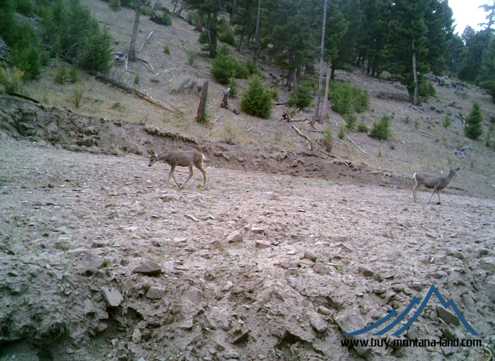 acreage for sale, acreage for sale by owner, acreage for sale in montana, acreage in montana, buy land, buy land in montana, buy land montana, buy montana land, cheap land, cheap land for sale, cheap land for sale in montana, cheap land montana, cheap montana land, cheap off grid land, cheap off grid land for sale, for sale by owner, forsalebyowner, forsalebyowner montana, fsbo, fsbo montana, fsbo real estate, horse property for sale, horse property for sale in montana, hunting land for sale by owner, hunting land for sale in montana, hunting property for sale, hunting property for sale in montana, land for sale by owner, land for sale in Montana, land for sale Montana, land in Montana, lands for sale, landwatch, landwatch montana, montana acreages for sale, montana hunting land for sale, montana land, montana land for sale, montana land for sale by owner, montana mountain land for sale, montana property, Montana property for sale, montana real estate, mountain land for sale, mountain land for sale in montana, mountain properties for sale, mountain property for sale, mountain real estate, off grid land, off grid land for sale, off grid property for sale, off grid real estate, off the grid, property, property for sale by owner, property for sale by owner in montana, property for sale in Montana, property for sale montana, property in Montana, remote properties, remote property for sale, western montana land for sale