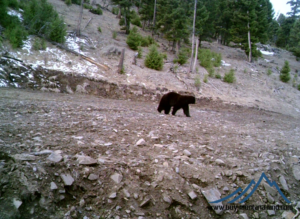 acreage for sale, acreage for sale by owner, acreage for sale in montana, acreage in montana, buy land, buy land in montana, buy land montana, buy montana land, cheap land, cheap land for sale, cheap land for sale in montana, cheap land montana, cheap montana land, cheap off grid land, cheap off grid land for sale, for sale by owner, forsalebyowner, forsalebyowner montana, fsbo, fsbo montana, fsbo real estate, horse property for sale, horse property for sale in montana, hunting land for sale by owner, hunting land for sale in montana, hunting property for sale, hunting property for sale in montana, land for sale by owner, land for sale in Montana, land for sale Montana, land in Montana, lands for sale, landwatch, landwatch montana, montana acreages for sale, montana hunting land for sale, montana land, montana land for sale, montana land for sale by owner, montana mountain land for sale, montana property, Montana property for sale, montana real estate, mountain land for sale, mountain land for sale in montana, mountain properties for sale, mountain property for sale, mountain real estate, off grid land, off grid land for sale, off grid property for sale, off grid real estate, off the grid, property, property for sale by owner, property for sale by owner in montana, property for sale in Montana, property for sale montana, property in Montana, remote properties, remote property for sale, western montana land for sale